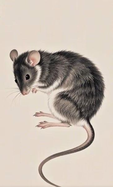 白居易属相什么生肖（白居易属什么生肖🐭）