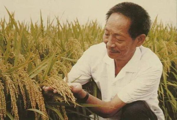 袁隆平属相属什么生肖（袁隆平生肖是什么 新手秒懂）