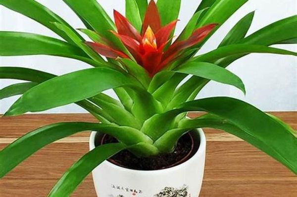 生肖属相旺财植物（生肖牛养什么植物最旺财）