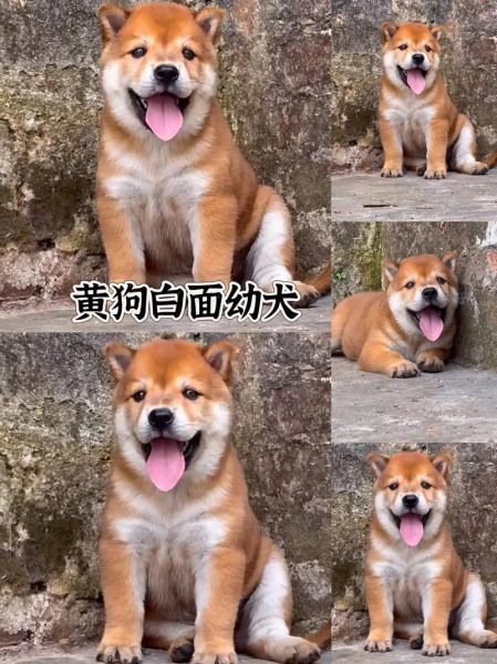 生肖狗生孩子属相（生肖狗适合生什么属相的宝宝）