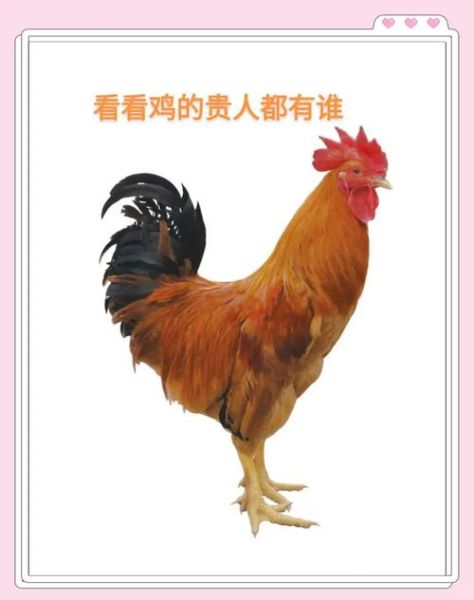 鸡生肖贵人属相（属鸡的贵人是什么生肖）