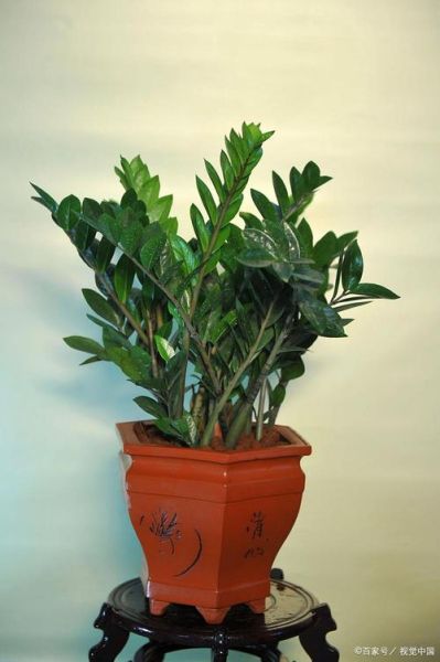 生肖属相适合的绿植