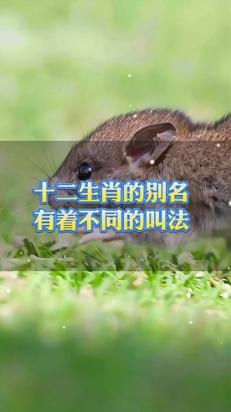 86岁是哪个生肖属相（86岁属什么生肖？小白也能1分钟算对！）