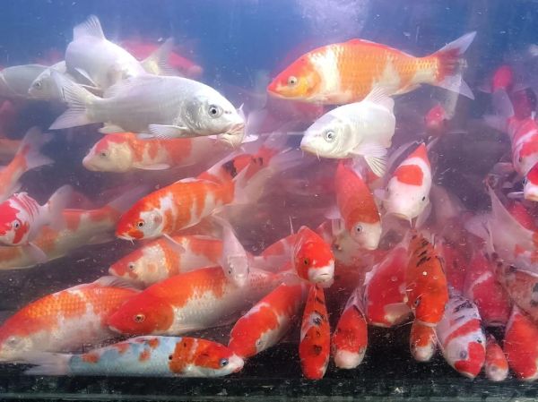 鱼的生肖属相（鱼的生肖属相是什么？小白一看就懂版🐟）
