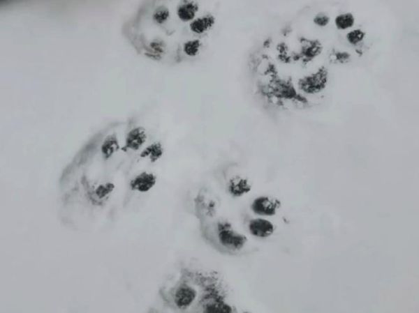 属相梅花脚印的生肖(梅花脚印猜生肖是什么)