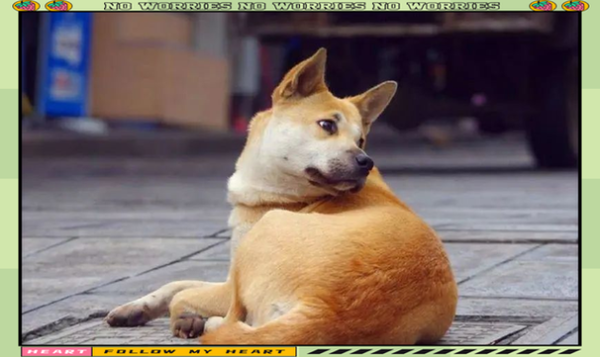 狗和龙生肖匹配吗属相