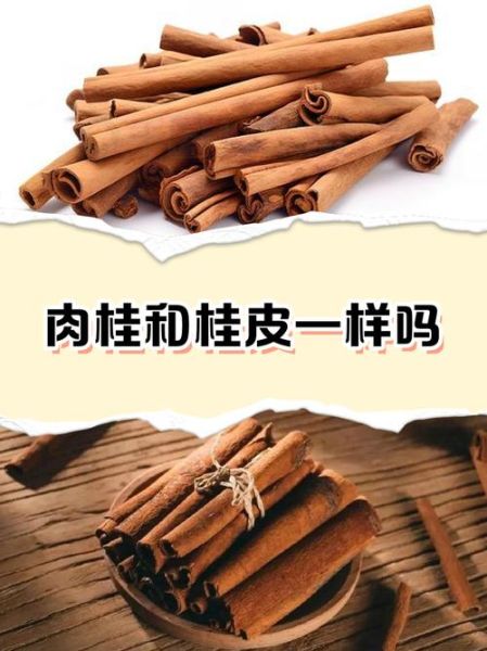 肉桂属相和啥生肖（肉桂属相是什么生肖）