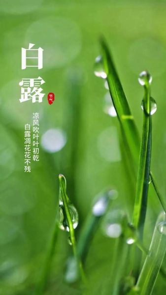 白露什么生肖属相（白露属什么生肖属相？👀）