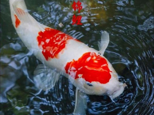 鱼生肖属相（鱼生肖属相到底是哪个？）