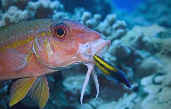 鱼生肖属相(鱼生肖属相到底是哪个?) 鱼生肖属相(鱼生肖属相到底是哪个?)