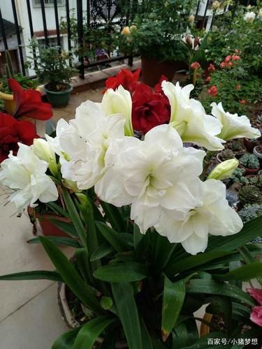 生肖猪属相花(生肖猪属相幸运花是什么?)