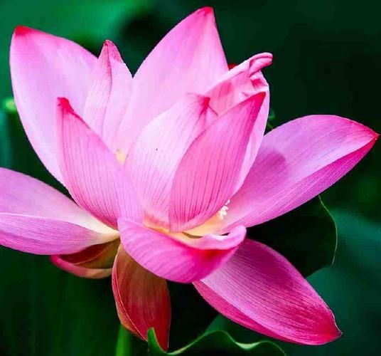 生肖猪属相花(生肖猪属相幸运花是什么?)