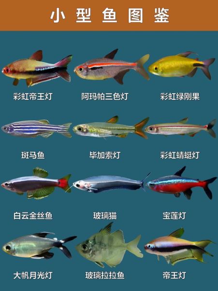 鱼是什么生肖属相(鱼属于哪个生肖?小白秒懂版) 鱼是什么生肖属相(鱼属于哪个生肖?小白秒懂版)