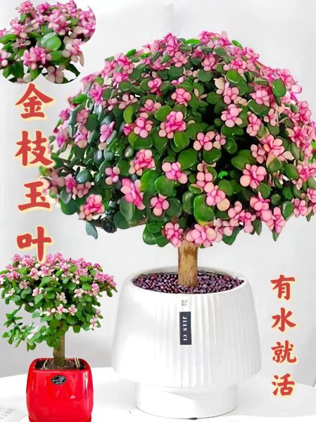 金枝玉叶生肖属相(金枝玉叶是什么生肖属相?)