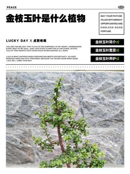 金枝玉叶生肖属相(金枝玉叶是什么生肖属相?)