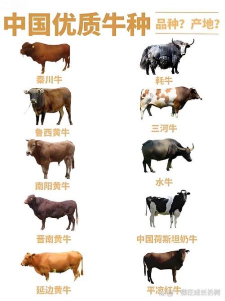 牛生肖分几种属相 牛生肖分几种属相