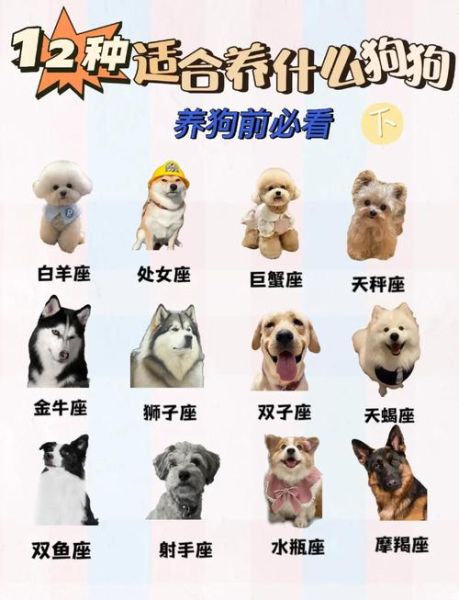 生肖狗属相搭配好吗女生(生肖狗女生属相搭配好吗) 生肖狗属相搭配好吗女生(生肖狗女生属相搭配好吗)