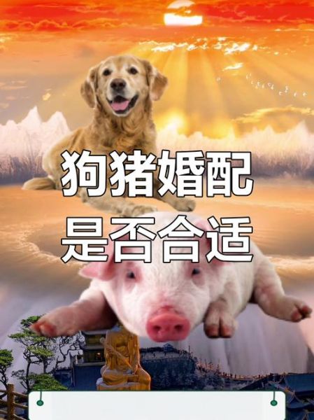 生肖狗和生肖猪属相合吗