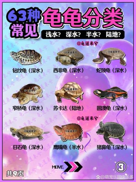 龟属于什么生肖属相呢(龟属什么生肖?答案在此) 龟属于什么生肖属相呢(龟属什么生肖?答案在此)