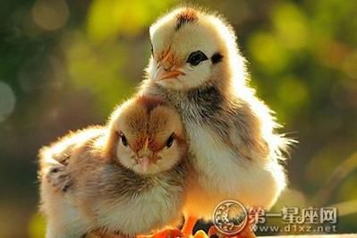 生肖鸡属相姻缘(1993年属鸡女一生姻缘配对)