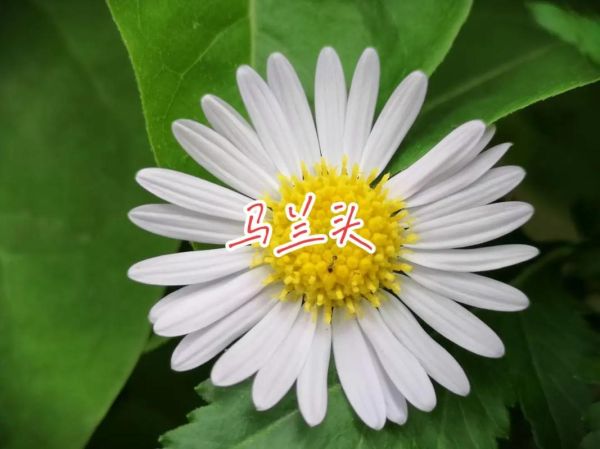 马兰生肖属相(马兰属什么生肖?新手3分钟秒懂)