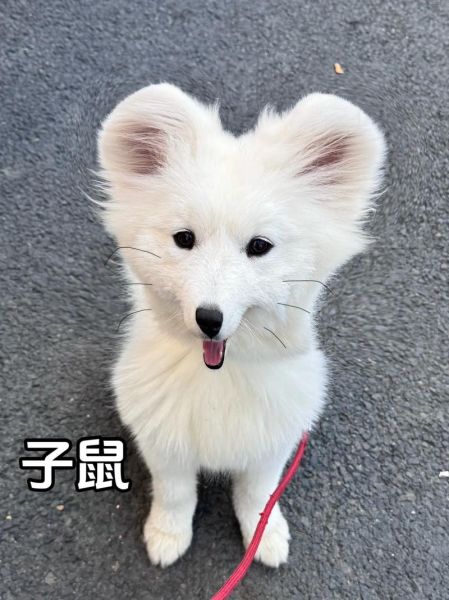 生肖狗的朋友属相（生肖狗的朋友属相有哪些🐕）