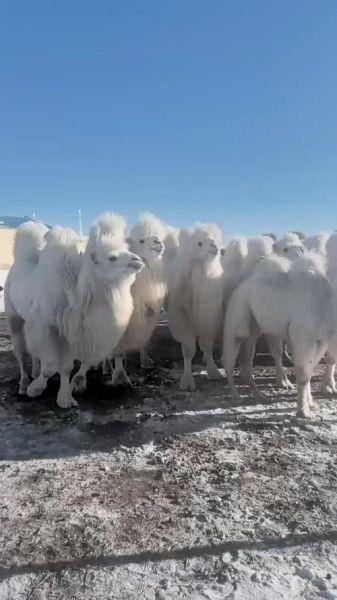 骆驼最佳生肖属相是啥