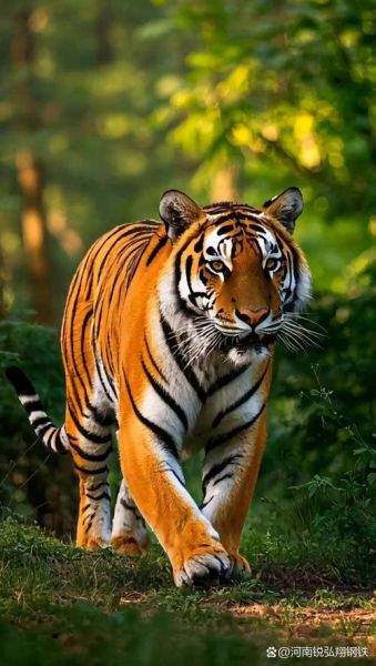 生肖虎是大属相吗（生肖虎是大属相吗？小白也能看懂的判断方法）