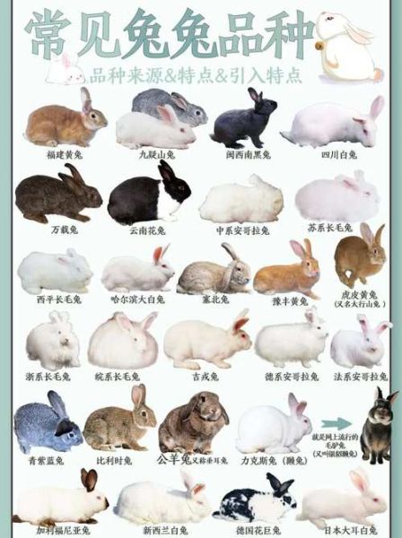 兔十二生肖属相（兔生肖属相性格特点）
