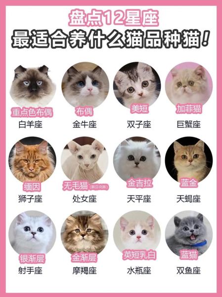 猫属相是什么生肖（猫属相真正对应的生肖是哪一个？）