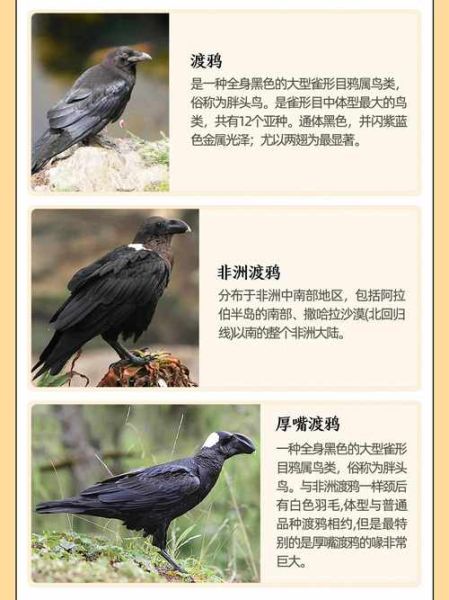 乌鸦的属相是什么生肖（乌鸦的属相是什么生肖？）