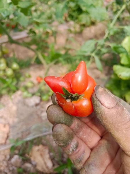 西红柿的生肖属相是啥(西红柿的生肖属相是啥?新手速看!)