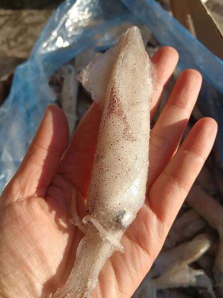 海兔王什么生肖属相(海兔王属什么生肖?真相来了)