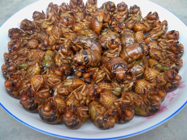 金蝉属相是什么生肖（🪷金蝉属什么生肖对照表？小白一看就懂！）