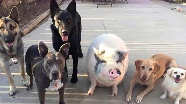 属相狗和生肖猪（属狗和属猪的婚姻相配吗）