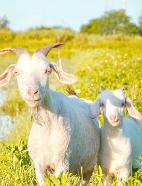 生肖属相鸡与羊（生肖鸡和羊相配吗）