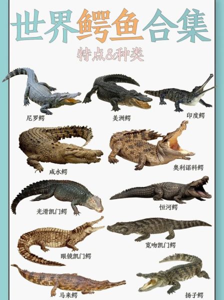 鳄鱼代表什么生肖属相呢（鳄鱼到底属于哪个生肖？）
