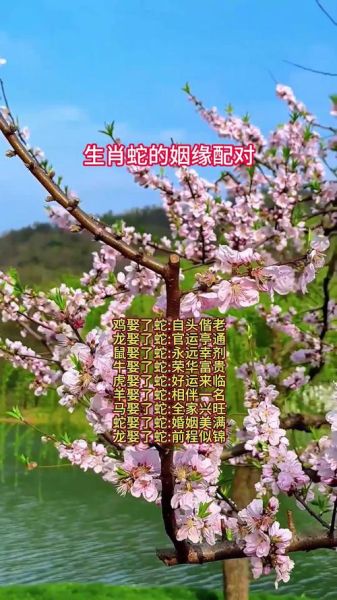 生肖蛇配对属相婚配（生肖蛇和什么属相最配）