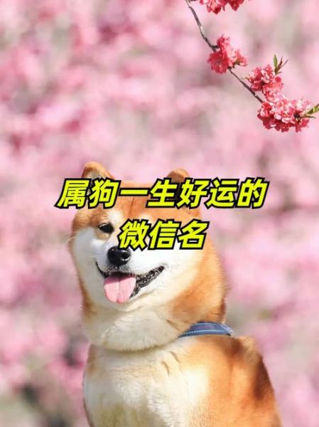 狗年出世的生肖属相（属狗的到底是哪几年出生的？）