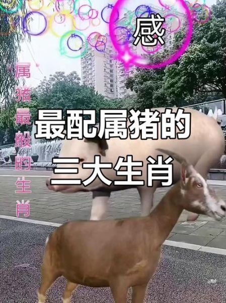 生肖猪婚配男女属相（生肖猪和什么属相最配婚）