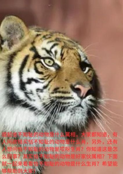 十二生肖强盗属相（十二生肖里谁是强盗属相）