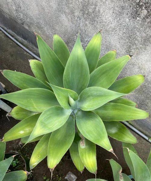 十二生肖属相养什么花好（龙生肖最适合养什么花提升财运）