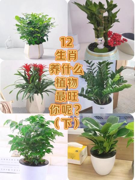 十二生肖属相养什么花好（龙生肖最适合养什么花提升财运）