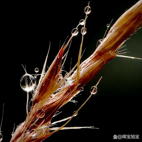 露珠的属相生肖（露珠的生肖秘密）