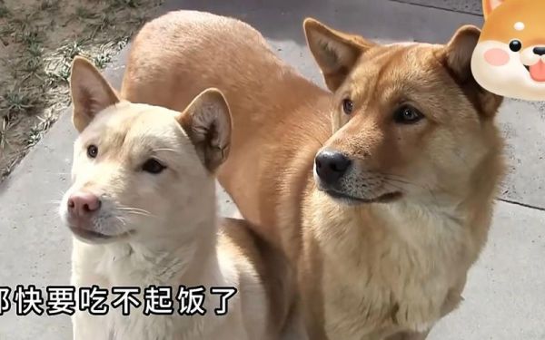 生肖狗患难与共的属相（生肖狗患难与共的属相是谁）