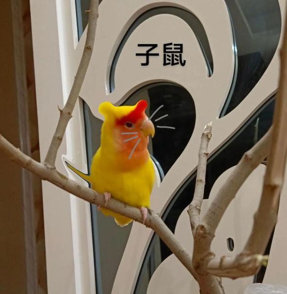 杜丹什么生肖属相