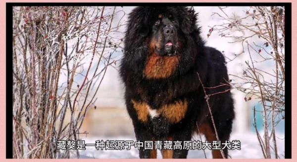 藏獒是什么属相的生肖（藏獒属什么生肖？）