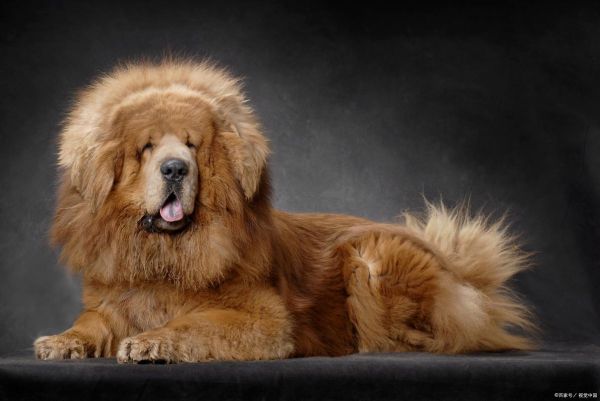 藏獒是什么属相的生肖（藏獒属什么生肖？）