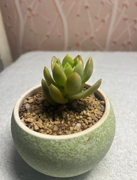 黄丽属相是什么生肖（黄丽属相是什么生肖？）