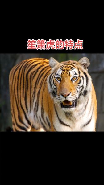 老虎的属相生肖（老虎的属相是哪一年出生）